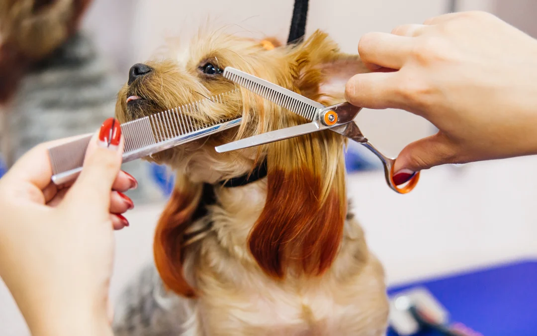 Why Grooming Is Still Important in Winter